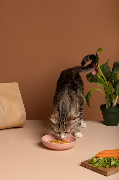 View of cat eating food from a bowl