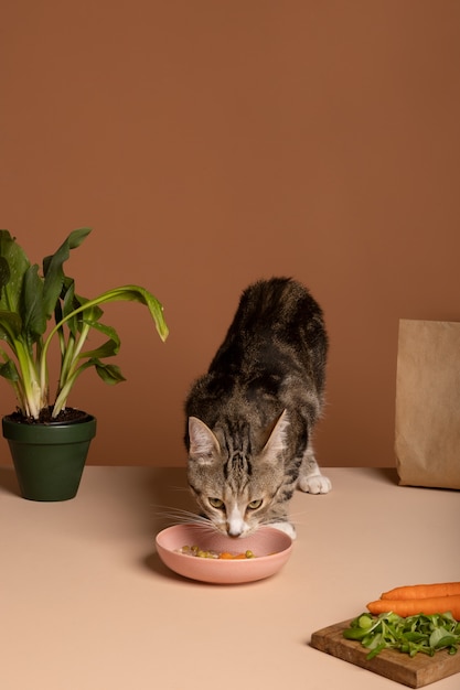 Вид на кошку, которая ест еду из миски