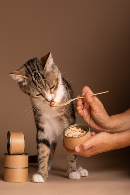 ボウルから食べ物を食べる猫の眺め