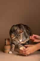 Free photo view of cat eating food from a bowl