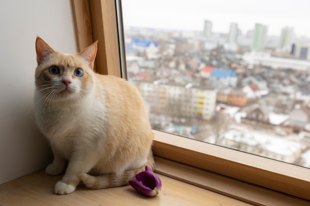 Free photo view of cat next to window