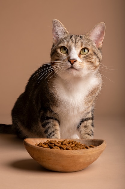 Free photo view of cat with bowl of food