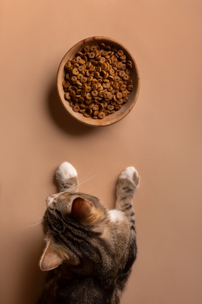 Free photo view of cat with bowl of food