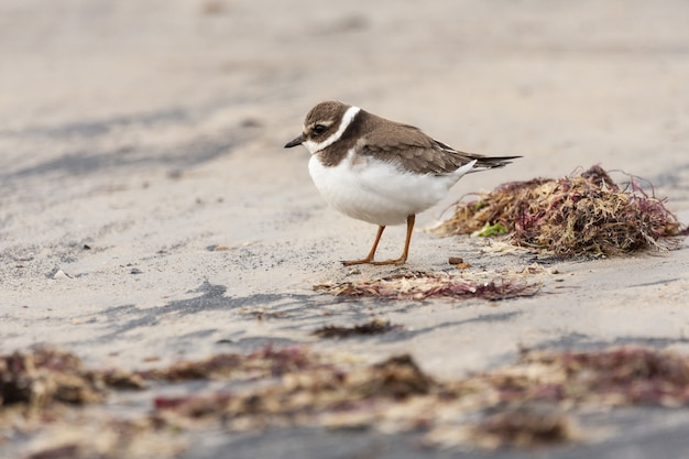 View of common ringed plover resting on the beach sand with red algae