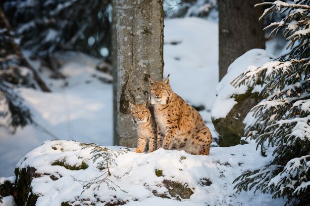 凍えるような日に雪に覆われた森で何か面白いものを探している好奇心旺盛な野生の猫の眺め