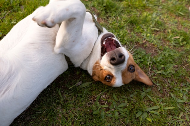 View of cute dog enjoying time in nature at the park