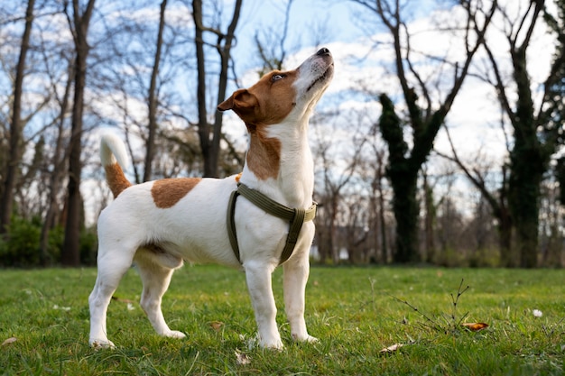 Foto gratuita vista del simpatico cane che si gode il tempo nella natura al parco