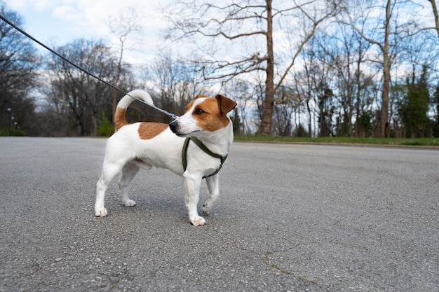 公園で自然の中で時間を楽しんでいるかわいい犬の眺め