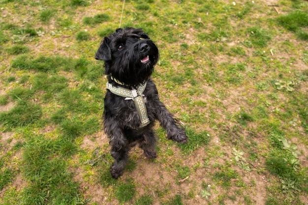 Foto gratuita vista del simpatico cane che si gode il tempo nella natura al parco