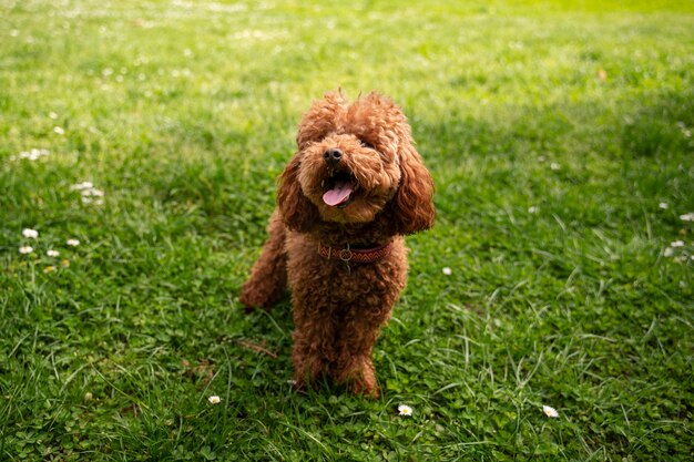 公園で自然の中で時間を楽しんでいるかわいい犬の眺め