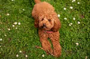 Free photo view of cute dog enjoying time in nature at the park