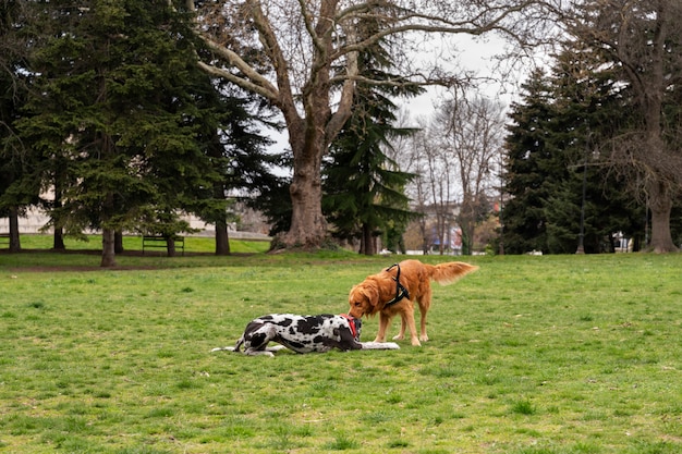 Foto gratuita vista di simpatici cani che si divertono insieme nella natura al parco