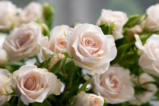 Free photo view of delicate rose flowers