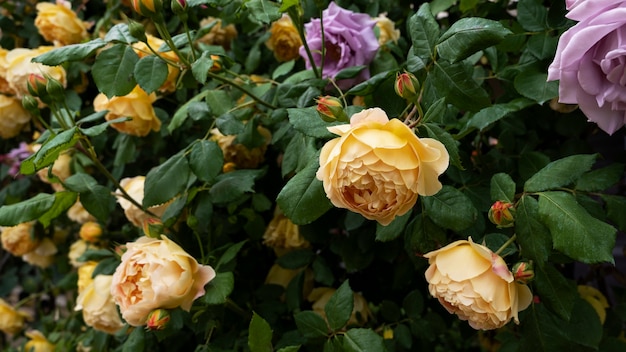View of delicate rose flowers