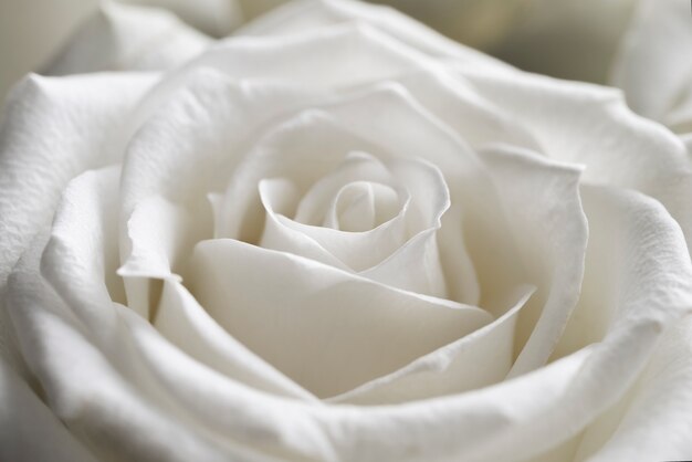 View of delicate white rose close-up