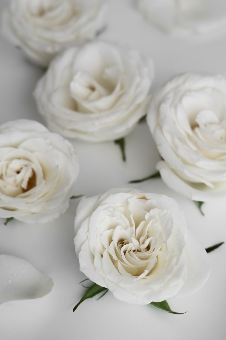 無料Photo 繊細な白いバラの花の眺め