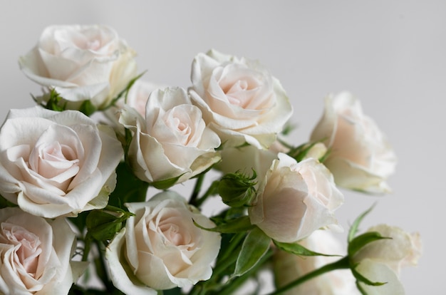 Vista di delicati fiori di rosa bianca