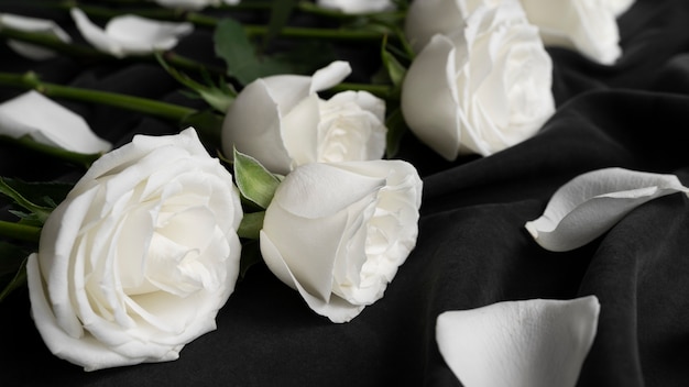 Free photo view of delicate white rose flowers