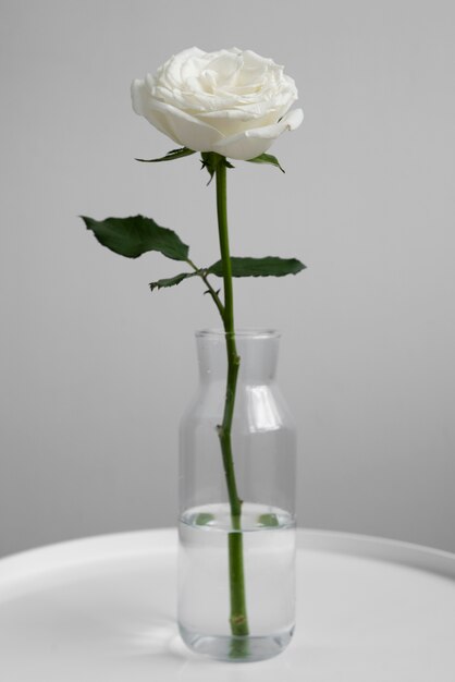 꽃병에 담긴 섬세한 흰 장미의 모습