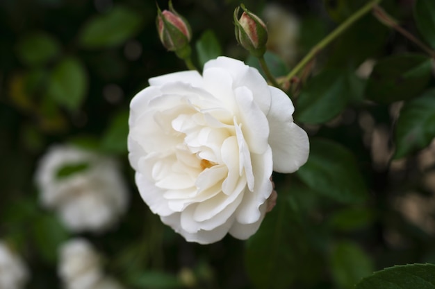 View of delicate white rose