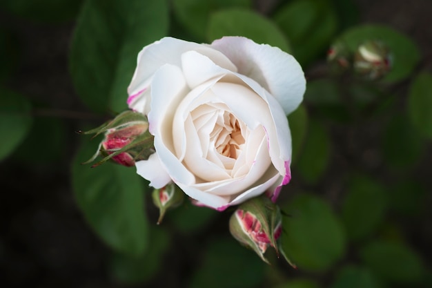 View of delicate white rose