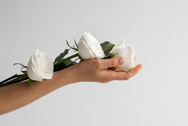 View of delicate white roses held by person