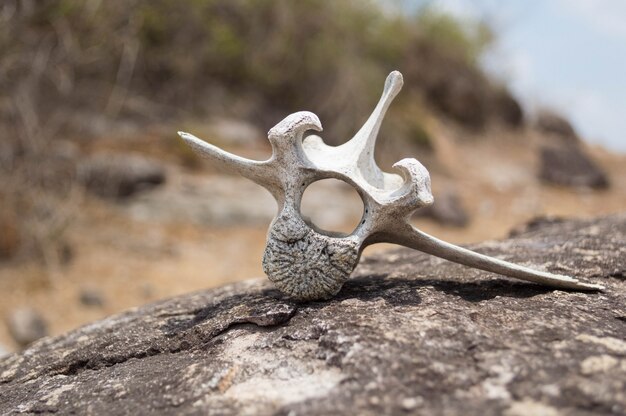 View of a dry white bone of an animal placed on a rock