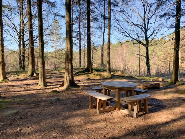 View of an empty wooden table and benches in a forest with tall old trees on a sunny day