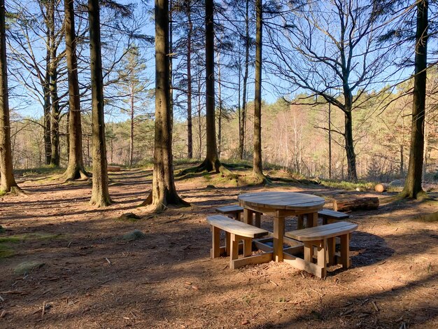 View of an empty wooden table and benches in a forest with tall old trees on a sunny day