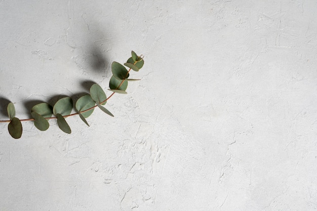 Above view eucalyptus leaves with copy space