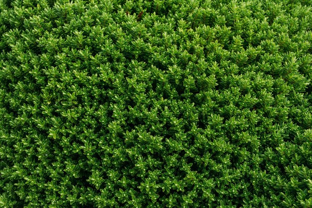 View of evergreen boxwood shrubs