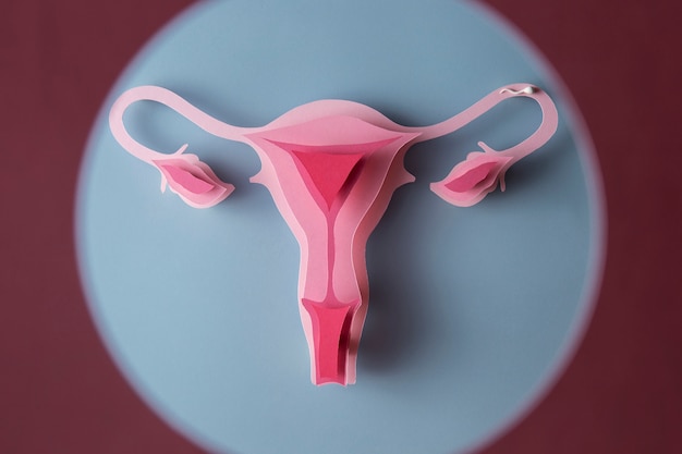 Free photo above view feminine reproductive system