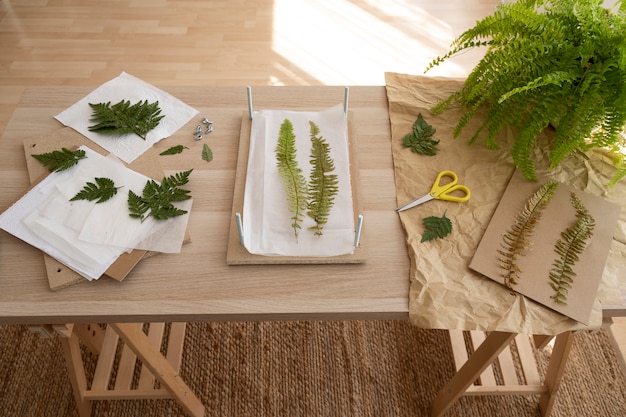 View of fern leaves pressed on paper