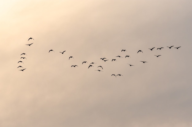 일몰 동안 아름다운 하늘로 날아가는 새들의 무리보기
