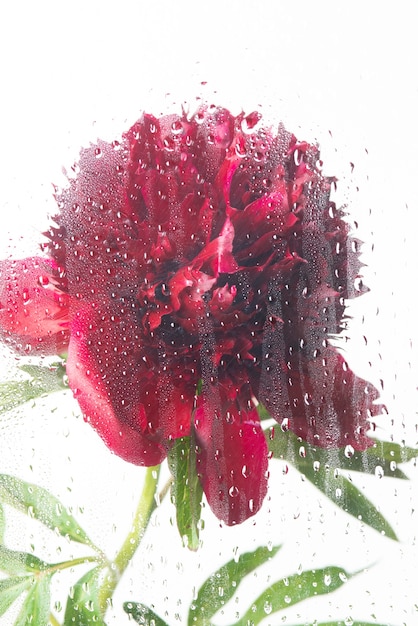Вид на цветы за прозрачным стеклом с каплями воды