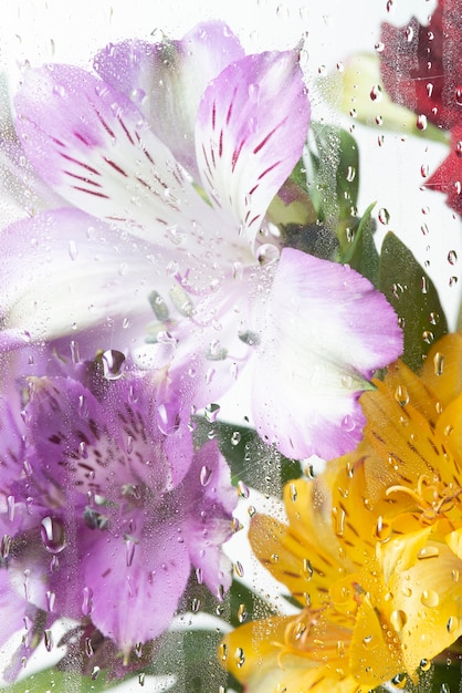 View of flowers behind transparent glass with water drops