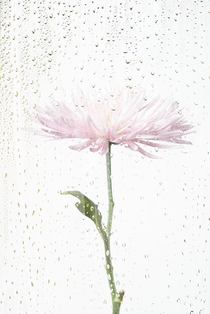 물방울이 있는 투명한 유리 뒤에 있는 꽃의 보기