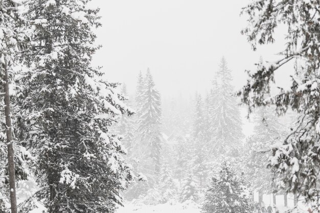 雪で覆われた森への眺め