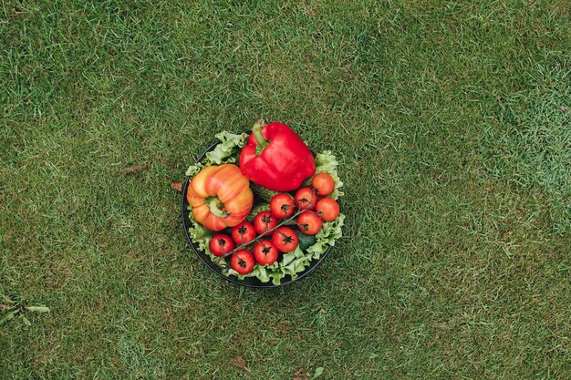 庭の芝生の上のカラフルな野菜の上からの眺め