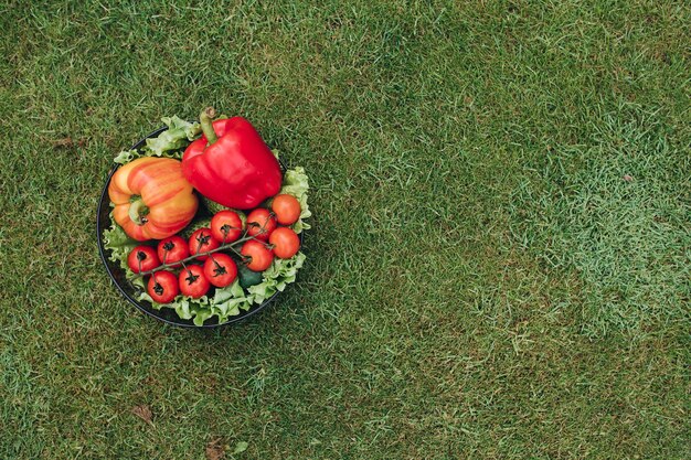 View from above of colorful vegetables on grass in garden