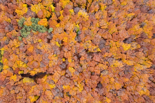 View from drone of colorful autumn forest