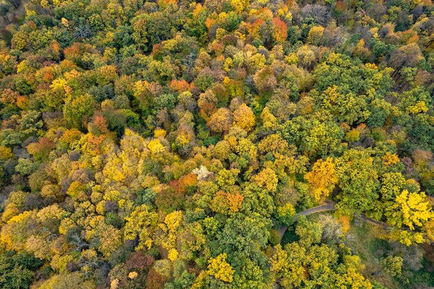 Вид с дрона на красочные деревья в осеннем лесу