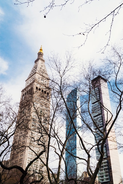 View from behind dry trees to tall buildings