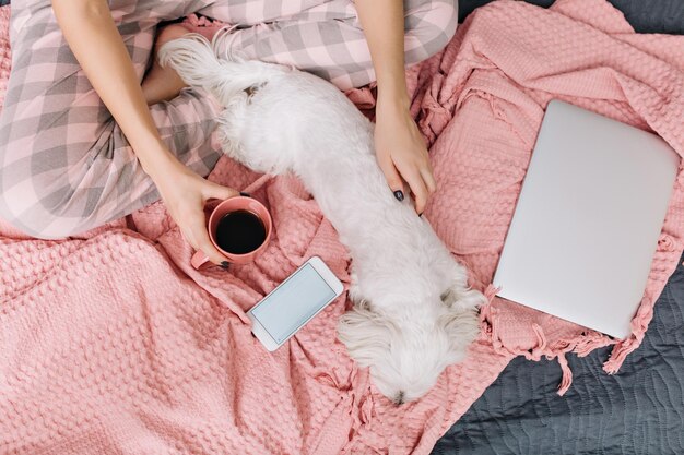 View from above little white dog chilling on pink blanket on bed surround phone, laptop. Enjoying home time with domestic pets of pretty woman with cup of coffee relaxing in bedroom