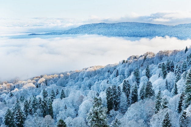 浮かぶ​雲​の​少ない​雪​に​覆われた​森​の​頂上​から​の​眺め​。