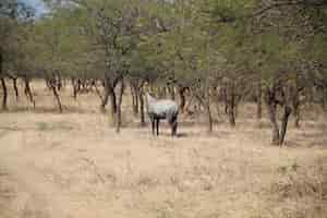 Foto gratuita vista di gnus animale nello zoo di gir, gujarat, india