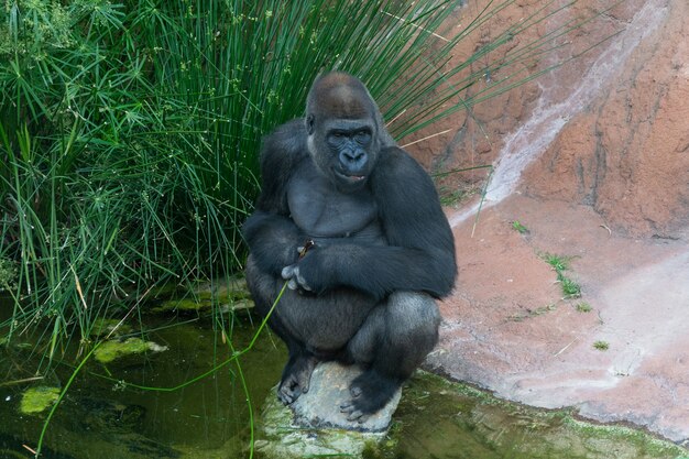 動物園の岩の上に座っているゴリラの眺め