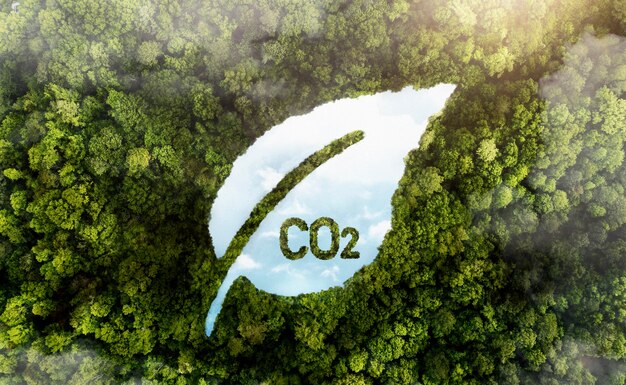 View of green forest trees with co2