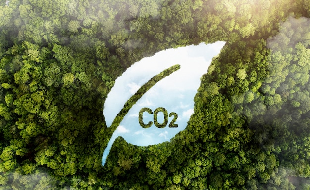 co2 と緑の森の木のビュー