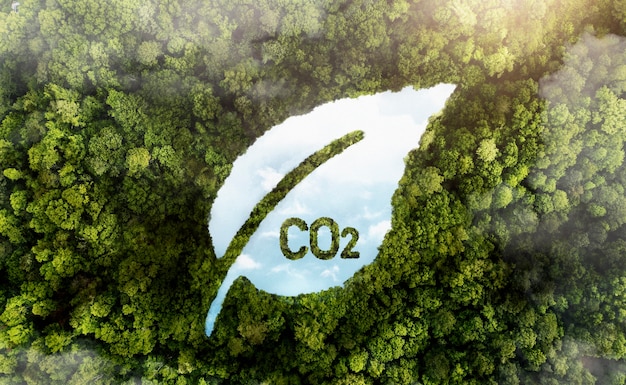 View of green forest trees with co2